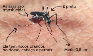 DENGUE METRO SAO PAULO